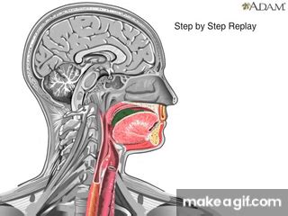 swallow clips|How Swallowing Works Animation Video